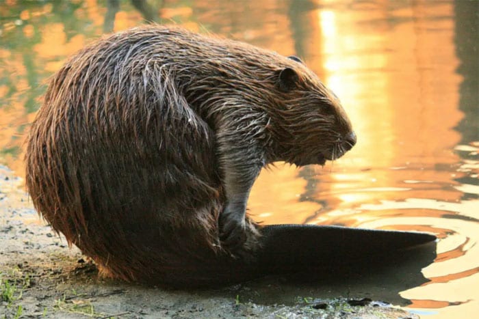 North American beaver