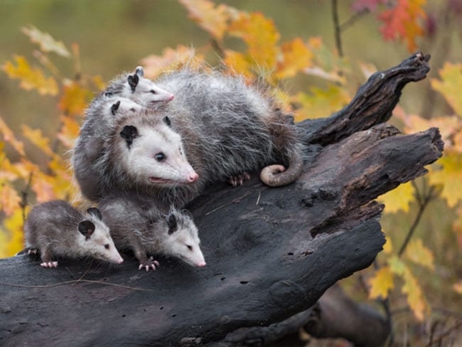 Mother Opossum and young