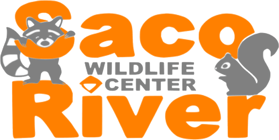 Saco River Wildlife Center